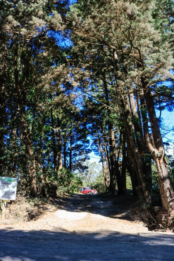 Moon Forest